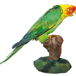 Conure de Caroline (USA), espèce disparue en 1918